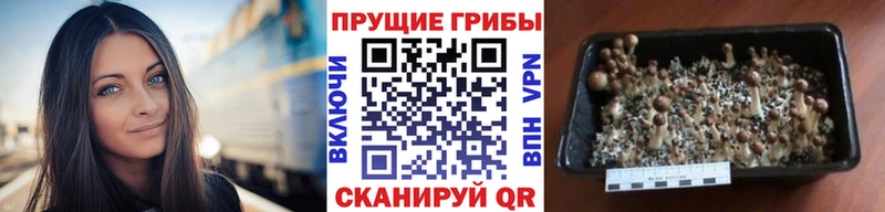 Псилоцибиновые грибы мицелий  Купить  Яранск 